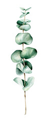 Watercolor eucalyptus branch