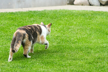 A creeping cat walk on grass. A cat just before the attack