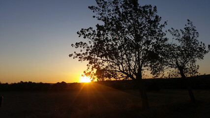 A beautiful sunset and an olive tree