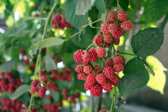 Branch of ripe organic raspberries in garden. Red sweet berries growing on organic raspberry bush in fruit garden.
