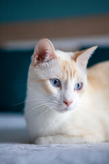 Gato blanco con ojos azules en primer plano