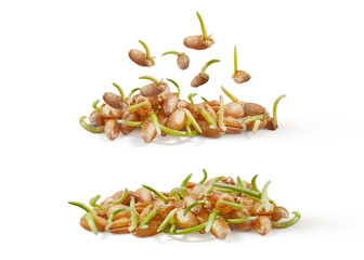 Natural organic germinated wheat grass, micro greens on a white background.