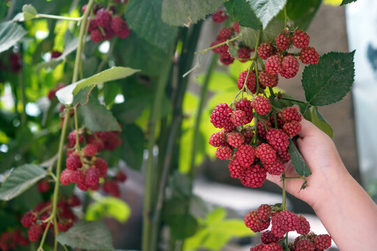 Ripe organic raspberry branch in the garden. Boy holding raspberry in hand
