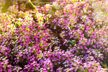 Obraz na płótnie Canvas Background of small purple autumn flowers. Beautiful landscape of flower garden.