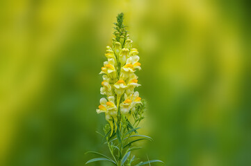 a soft flower blossom in a nature garden