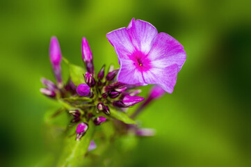 a soft flower blossom in a nature garden