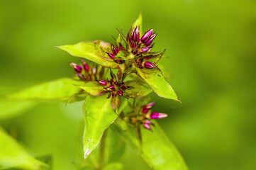 a soft flower blossom in a nature garden