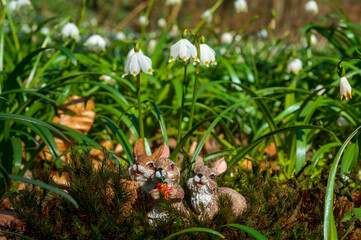 a soft flower blossom in a nature garden