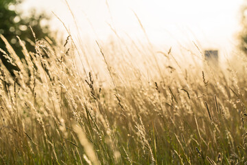 Nature yellow golden wheat grass grain cereal agriculture  field plant farm crop in summer sun sunset harvest