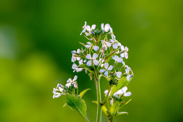 Fototapeta premium a soft flower blossom in a nature garden