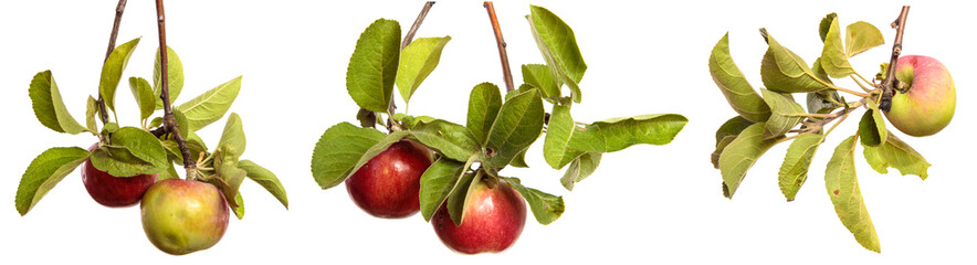ripe juicy apples on a branch on a white background. set, collection
