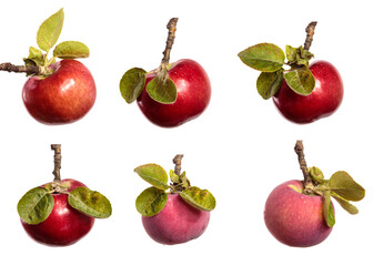 ripe juicy apples on a branch on a white background. set, collection