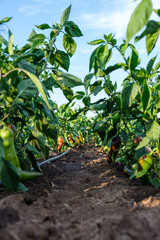 Sweet peeper plants row in farm garden 