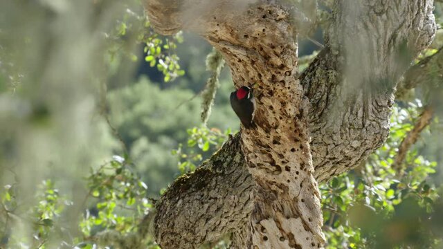 Acorn woodpecker on tree branch