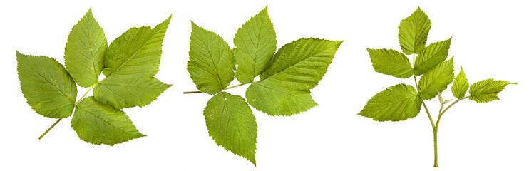 green raspberry leaves on a white background. set, collection