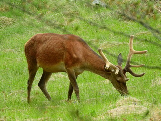 Red deer stag antlers growing in spring