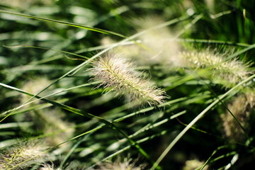 Green background of ears of grass