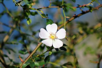 Flor de primavera de color blanco
