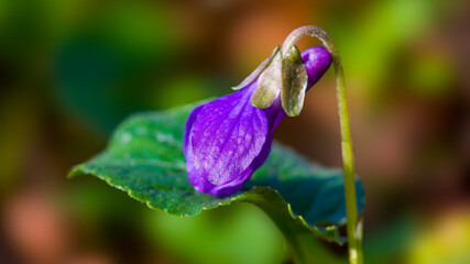 a soft flower blossom in a nature garden