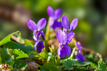 a soft flower blossom in a nature garden
