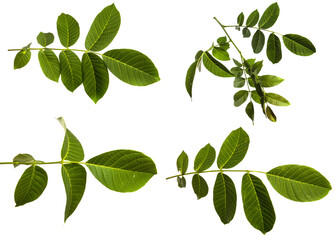 Fototapeta na wymiar green walnut leaves on white background. set, collection