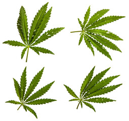 green cannabis leaves on white background. set, collection