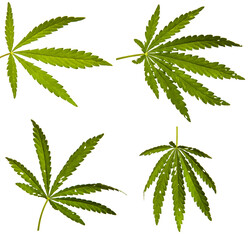 green cannabis leaves on white background. set, collection