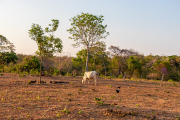 Paisagem típica de uma fazenda no interior do Brasil.