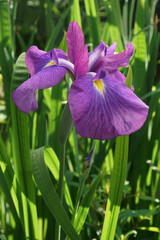 Japanese iris (Iris ensata). Another scientific name Iris kaempferi