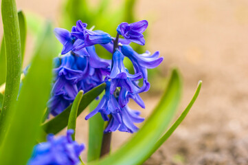 a soft flower blossom in a nature garden