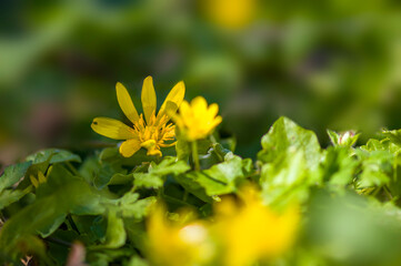 a soft flower blossom in a nature garden