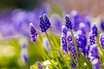 a soft flower blossom in a nature garden