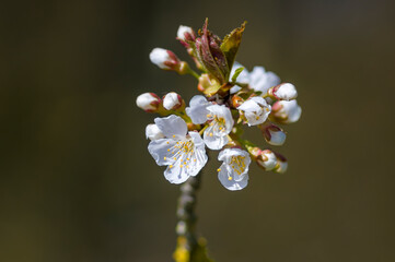 a soft flower blossom in a nature garden