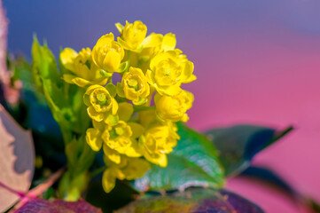 a soft flower blossom in a nature garden