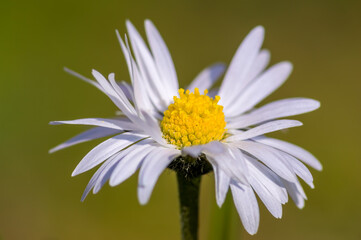 a soft flower blossom in a nature garden