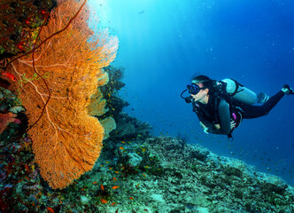 A scuba diver looking at a colorful fan coral in the Indian Ocean, Maldives