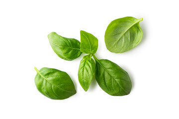 Fresh basil leaves isolated on white background. Clipping path