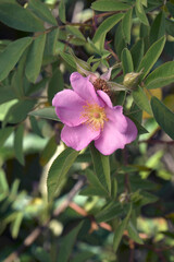 Obraz premium Swamp rose (Rosa palustris)