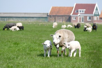 Obraz premium Sheep with two lambs on a meadow in front of the farmhouse