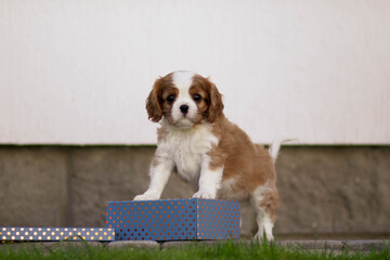 cavalier king charles spaniel
