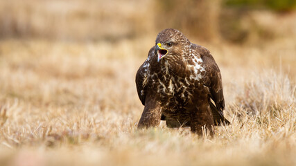 Fierce common buzzard, buteo buteo, screeching on meadow in autumn. Brown bird of pray calling on dry field in fall nature. Spotted feathered animal with open beak on grassland.