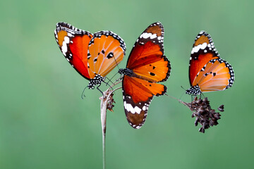 Macro shots, Beautiful nature scene. Closeup beautiful butterfly sitting on the flower in a summer garden.