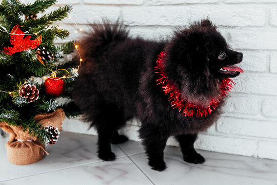 puppy of black ppomeranian in Christmas tinse celebrates New Year.christmas tree. Happy New Year and Christmas concept. Suitable for New Year or Christmas poster.