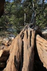 Fototapeta na wymiar closeup of twisted trunk of marine juniper