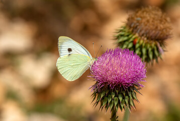 Macro shots, Beautiful nature scene. Closeup beautiful butterfly sitting on the flower in a summer garden.
