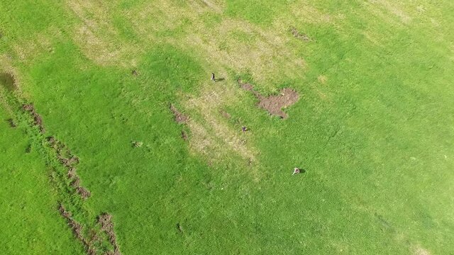 wiese feld landwirtschaft mit schaden durch wildschwien wind windrose sturm