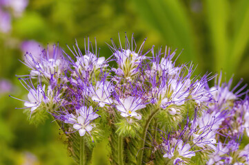 a soft flower blossom in a nature garden