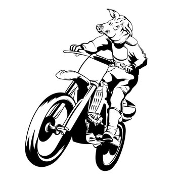 Vector hand drawn illustration of motorcyclist with pig's head. Anthropomorphic tattoo artwork. Template for card, poster, banner, print for t-shirt, pin, badge, patch.