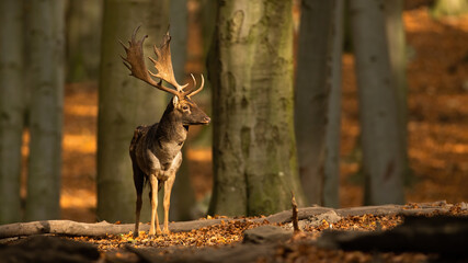 Male fallow deer, dama dama, standing in woodland and looking around during autumn rutting season. Stag with antlers in sunny fall forest. Animal wildlife in nature with copy space.