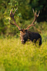 Male red deer, cervus elaphus, stag hiding in tall green vegetation in vertical composition. Furred creature with large antlers in autumn nature at sunset.